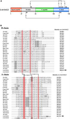 RNAi Reveals Role of Insulin-Like Androgenic Gland Hormone 2 (IAG2) in Sexual Differentiation and Growth in Hermaphrodite Shrimp